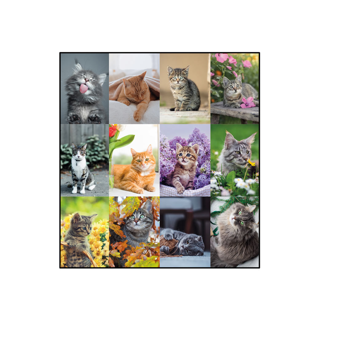 Blueline Furry Collection Monthly Desk Pad Calendar, 2026 C194115-26