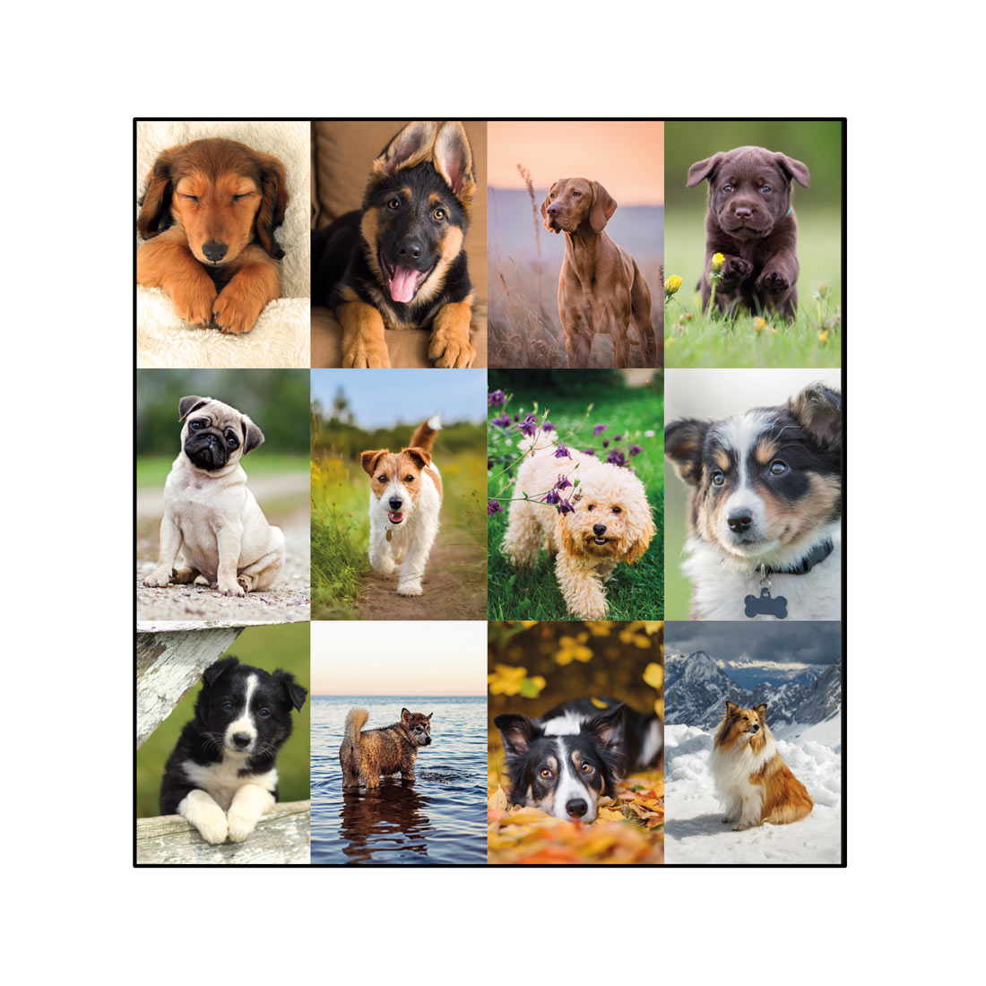 Blueline Man's Best Friend Monthly Desk Pad Calendar, 2026 C194116-26